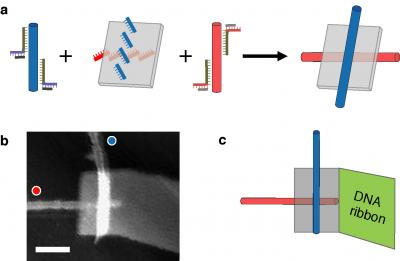 In (a), single-wall carbon nanotubes labeled with "red" and "blue" DNA sequences attach to anti-red and anti-blue strands on a DNA origami, resulting in a self assembled electronic switch. In (b), an atomic force microscopey image of one such structure. The blue nanotube appear brighter because it is on top of the origami; the red nanotube sits below. Scale bar is 50 nm. In (c), a diagrammatic view of the structure shown in b. The gray rectangle is the DNA origami. A self-assembled DNA ribbon attached to the origami improves structural stability and ease of handling.

Credit: Paul W. K. Rothemund, Hareem Maune, and Si-ping Han/Caltech/Nature Nanotechnology