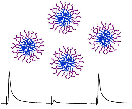 This image represents "copolymer micelles," tiny drug-delivery spheres that could be used in a new approach for repairing damaged nerve fibers in spinal cord injuries. The bottom graphs show data indicating damaged spinal cord tissue recovered its "action potential," or ability to transmit signals, after treatment with the micelles. (Purdue University's Weldon School of Biomedical Engineering) 