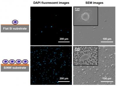 Fluorescence micrographs and SEM images show how more cancer cells were captured on the silicon nanopillar (SiNP) substrate compared to the flat substrate. Credit: UCLA