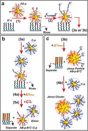Using DNA to assemble nanoclusters: (a) (1) DNA linker strands (squiggly lines) are used to attach DNA-coated nanoparticles to a surface. (2) Linker strands are attached to the top side of the nanoparticle. (b) (3a) A nanoparticle of a second type with complementary DNA encoding recognizes the exposed linker strands and attaches to the surface-anchored nanoparticle. (4a and 5a) The assembled structure is released from the surface support, resulting in a two-particle, dimer cluster. (c) (3b) Alternatively, the immobilized particles produced in step (a) are released from the surface, leaving the opposite-side linker strands free to bind with multiple particles (4b) to form asymmetric "Janus" clusters.
