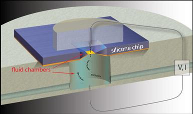 Schematic of a solid state nanopore used for genome analyses (not to scale). The electrostatic potential near an approximately five nanometer-wide, solid-state nanopore attracts negatively-charged, double-stranded DNA molecules into the pore, which electronically detects the molecules as they traverse the pore. (Photo courtesy of Nature Nanotechnology.)
