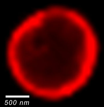 This biodegradable nanoparticle developed by the Justin Hanes Lab at Johns Hopkins University is shown here at microscale for easier viewing. The particle displays its polymer coating as a red fluorescent glow. Hanes' biodegradable nanoparticles have the ability to penetrate mucus barriers in the body to deliver drugs. Photo by Jie Fu/Johns Hopkins University.