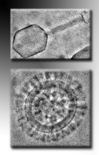Images of frozen-hydrated T4 phage and influenza A virus courtesy of the laboratory of Prof. K. Nagayama, Okazaki Institute for Integrative Bioscience, Okazaki, Japan. 
