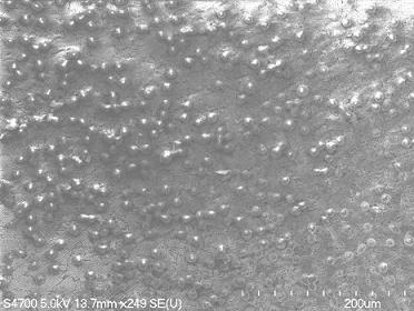 Fibroblasts growing on titanium alloy coated with nanotubes