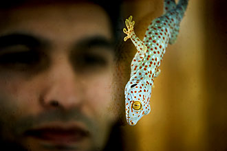 Noshir Pesika developed polymer-based dry adhesive structures that mimic the adhesive system on the feet of his gecko, Nikki. (Photos by Paula Burch-Celentano)