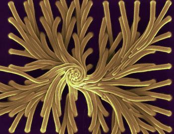 In a step toward creating adhesives, drug delivery systems and other useful tools, Wyss Institute researchers led by Joanna Aizenberg have synthesized nanobristles that self-assemble into helical shapes,which are ubiquitous in nature.