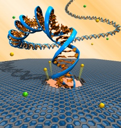 University of Pennsylvania researchers developed a carbon-based, nanoscale platform to electrically detect single DNA molecules. Electric fields push tiny DNA strands through atomically-thin graphene nanopores that ultimately may sequence DNA bases by their unique electrical signature. (Photo: Robert Johnson) 