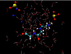 Simulation of the interaction between triglycine and dissolved sodium sulfite in water shows the long chain-like triglycine molecule (center) interacting directly with sulfite anions (tripods of yellow and red atoms) while also interacting via multiple hydrogen bonds (thin red or blue lines) with the surrounding water molecules (red and white sticks). Courtesy Berkeley Lab