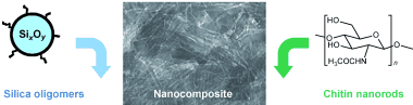 A new family of chitinsilica nanocomposites has been synthesized by using a versatile colloid-based combination of self-assembly and solgel chemistry. Various textures and morphologies can be obtained by adjusting the evaporation-based processes or by applying external fields. After calcination, textures and birefringence are preserved in the resulting mesoporous silicas.