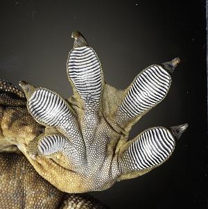 Fine hairs on the soles of gecko feet allow the lizards to climb vertical surfaces with ease. UA polymer researchers have discovered a synthetic glue (carbon nanotubes) with nearly four times the adhesion power of gecko hairs. Now the scientists reveal why the mimic version offers its remarkable staying power.