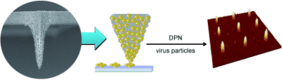 Pen-pushing: Direct-write dip-pen nanolithography (DPN) using a tip coated with nanoporous poly(2-methyl-2-oxazoline) allows the creation of precise patterns of large-sized biomaterials such as viruses. The hydrogel tip absorbs the virus-containing ink solution and atomic force microscopy is used to transport it to a surface. Credit Angewandte Chemie
