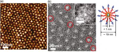 Image (a) is an AFM image of a polymer membrane whose dark core corresponds to organic nanotubes. (b) is a TEM showing a sub-channeled membrane with the organic nanotubes circled in red. Inset shows zoomed-in image of a single nanotube. Credit: Image from Ting Xu