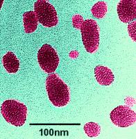 Transmission electron microscopy (TEM) image of an ultrabright fluorescent mesoporous silica nanoparticle (image colored artificially to match the actual color of the dye in the particles).
