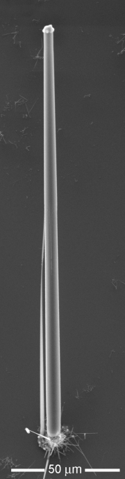 This new technique for growing microwires can produce strands that are very long in relation to their diameter. The rounded cap at the wires top is a droplet of molten copper, while the wire itself is pure silicon. Image courtesy of Tonio Buonassisi