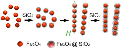 From left to right: Iron oxide (Fe3O4) particles are coated with silica (SiO2) to form tiny linear chains that grow into robust peapod-like structures with the application of more silica. Image credit: Yin lab, UC Riverside.
