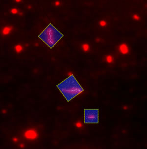 An example of the power of DirectOverlay from JPK: A fluorescence image highlights three individual labelled DNA molecules while the 3D image zooms in to a high resolution 700nm AFM image. (Sample courtesy of Dr. M. Modesti, CNRS Marseilles)