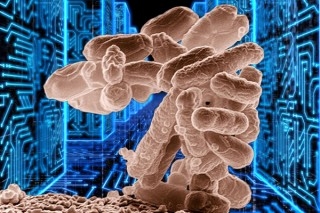 The simple E. coli bacterium shown computes 1,000 times faster than the most powerful computer chip, its memory density is 100 million times higher and it needs only 100 millionth the power to operate.