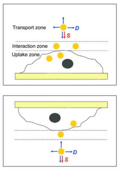 The experiments in Xia's lab compared the usual experimental setup (top) to an upside-down setup (bottom). Nanoparticle uptake in the two setups differs only if the ratio of the forces driving sedimentation (S) to those driving diffusion (D) are different. In the situation shown here the upright cells have taken up more nanoparticles than the upside-down ones because there is sedimentation.

Credit: Younan Xia/WUSTL