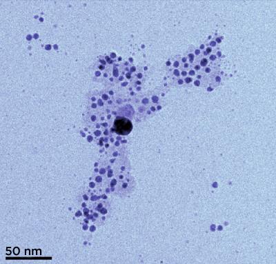 Transmission electron microscopy (TEM) image of silver nanoparticles formed from silver ions in solution with humic acid. The acid tends to coat the nano particles (visible here as a pale cloud), keeping them in a colloidal suspension instead of clumping together. (Color added for clarity.)

Credit: SUNY, Buffalo