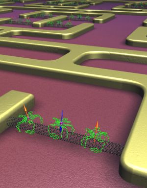 Self-organization of nano-devices: Magnetic molecules (green) arrange on a carbon nanotube (black) to build an electronic component (Photo: C. Grupe, KIT). 