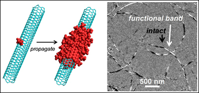 Left: The Billups-Birch alkylcarboxylation reaction allows functional groups to propagate down the CNT from points of pre-existing defects. Right: Electron microscopy shows banded CNTs with distinct functionalized and intact regions along their lengths. Photo credits: Nature Communications.