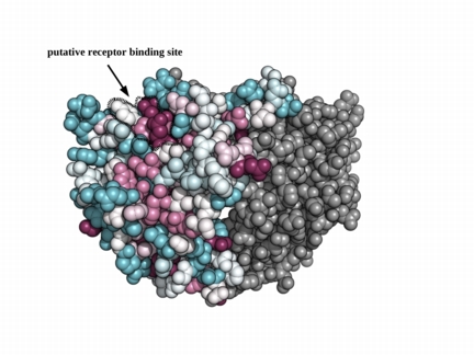 Spikes on the capsid shell of astrovirus are believed to facilitate infection. This atomic model of a spike shows a crease that a Rice University lab identified as a possible receptor binding site. (Credit: Jinhui Dong/Rice University)