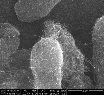 Carbon nanotubes by scanning electron microscopy (Copyright: University of Vienna)