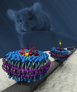 A rendering of olfactory receptor proteins attached to a nanotube (Art: Robert Johnson)