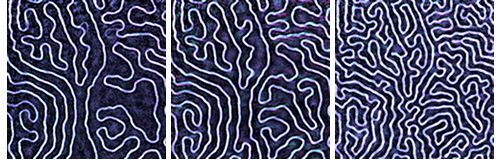 Magnetic domains appear like the repeating swirls of fingerprint ridges. As the spaces between the domains get smaller, computer engineers can store more data.. Credit: UC San Diego