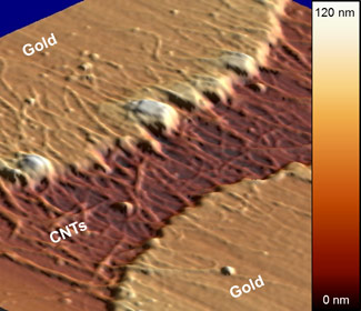 Micrograph of recession and clumping in gold electrodes after NIST researchers applied 1.7 volts of electricity to the carbon nanotube wiring for an hour. The NIST reliability tests may help determine whether nanotubes can replace copper wiring in next-generation electronics.
Credit: M. Strus/NIST