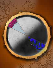 This illustration represents a how a dried drop would appear if it contained round particles (red) or elongated particles (blue).

When a drop of coffee or tea dries, its particles (which are round) leave behind a ring-like stain called the "coffee ring effect" (upper left). But if you change the shape of the particles, the coffee stain behavior changes too. Elongated particles (blue) do not exhibit the coffee ring effect, rather they are deposited across the entire area of the drop, resulting in a uniformly dark stain (lower right).

Credit: Felice Macera, University of Pennsylvania