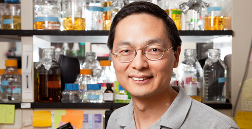 Huimin Zhao
Photo by
L. Brian Stauffer

University of Illinois chemical and biomolecular engineering professor Huimin Zhao and his colleagues engineered a new detector of compounds that bind to estrogen receptors in human cells.  