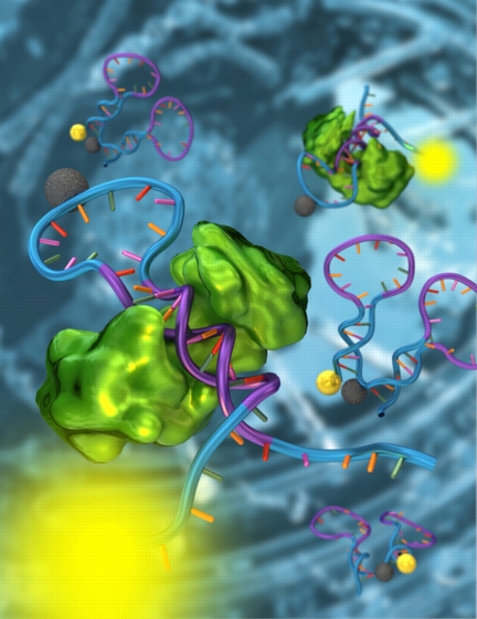 A structure-switching nanosensor made from DNA (blue and purple) detects a specific transcription factor (green). Using these nanosensors, a team of researchers from UCSB has demonstrated the detection of transcription factors directly in cellular extracts. The researchers believe that their strategies will allow biologists to monitor the activity of thousands of transcription factors, leading to a better understanding of the mechanisms underlying cell division and development.
Credit: Peter Allen