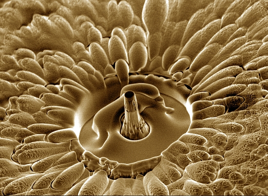 Award-winning image: Many brushes made from carbon nanotubes are formed into a tower 500 nanometres in diameter by using a focused ion beam system. The scanning electron microscope is used to investigate how they behave under the effects of pressure.