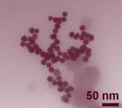 Clusters of roughly 30-nanometer gold nanoparticles imaged by transmission electron microscopy. (Color added for clarity.)

Credit: Keene, FDA