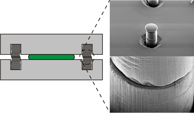Two chips have interconnects that are filled with thousands of carbon nanotubes. The chips are then bonded with adhesive so that the carbon nanotubes are directly contacted. A connection using two such interconnects is pictured to the right.
Image credit: Teng Wang, Kjell Jeppson, Lilei Ye, Johan Liu. Carbon-Nanotube Through-Silicon Via Interconnects for Three-Dimensional Integration. Small, 2011, Volume 7, pages 2,3132,317. Copyright Wiley-VCH Verlag GmbH & Co. KGaA.