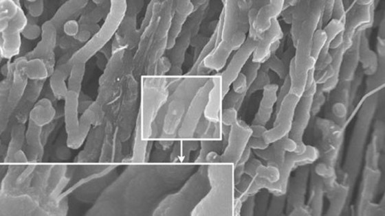 Aligned carbon nanotubes, coated with a conducting polymer
Credit: CORE-Materials from Flickr