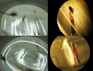Credit: H. T. Yi, et. al.

Fabricating single crystal organic field-effect transistors using ultra-thin polymer membrane for a gate insulator. In the upper row, the membrane is stretched over the transistor before vacuum is applied. In the lower row, the vacuum has been applied and the membrant is adhering to the organic crystal. Photos on the right are close-up views of the transistor, with the organic semiconductor crystal in red.