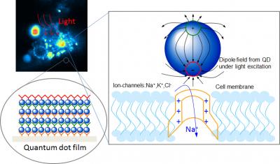 Optically excited quantum dots in close proximity to a cell control the opening of ion channels.

Credit: Lugo et al., University of Washington