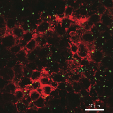 An intestinal cell monolayer after exposure to nanoparticles, shown in green.