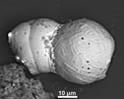 This image shows the "tectonic" effects of the collision of one spherule with another during the cosmic impact.

Credit: UCSB