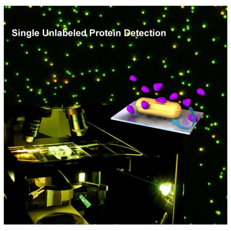 Institute of Physical Chemistry
The new method developed in Mainz makes it possible to observe individual protein molecules under a microscope with the help of a gold nanoparticle (diagram: Gold nanoantenna with protein molecules shown in purple). 
