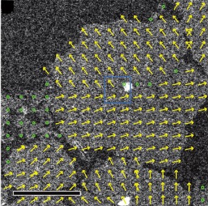 Scanning transmission electron microscopy image of an organic thin film deposited on a silicon nitride membrane. Yellow arrows indicate the lattice orientation of each crystalline domain. Green circles mark polycrystalline areas. (Image from Berkeley Labs Molecular Foundry)