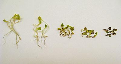 Graphic showing that increasing exposure to cupric oxide bulk particles (BPs) and nanoparticles (NPs) by radish plants also increases the impact on growth with NPs showing the largest impact. From left to right, the exposure concentrations are 0; 100 parts per million (ppm) BPs; 1,000 ppm BPs; 100 ppm NPs; and 1,000 ppm NPs (showing a severely stunted plant).
Credit: H. Wang, U.S. Environmental Protection Agency