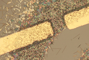 Gold electrodes rest on clumps of vanadium oxide (VO2) wires that are each about 1,000 times smaller than a human hair. When baked in the presence of hydrogen gas, the wires next to the electrodes (dark region) absorb hydrogen and exhibit altered electronic behavior.
CREDIT: Jiang Wei/Rice University
