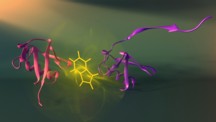 Valle-Blisle and Michnick have developed a new approach to visualize how proteins assemble, which may also significantly aid our understanding of diseases such as Alzheimers and Parkinsons, which are caused by errors in assembly. Here shown are two different assembly stages (purple and red) of the protein ubiquitin and the fluorescent probe used to visualize these stage (tryptophan: see yellow). Credit: Peter Allen. Print resolution available on request. 