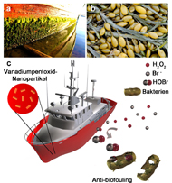 : Tremel research group, JGU
a Biofouling at a boat hull; b knotted wrack, Ascophyllum nodosum; c Mode of action of bioinspired under water paints: Like the natural enzyme vanadium bromoperoxidase vanadium pentoxid nanoparticles act as a catalyst for the formation of hypobromous acid from bromide ions (contained in sea water) and small amounts of hydrogen peroxide that are formed upon exposure to sun light. 