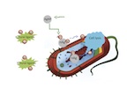 Silver ions delivered by nanoparticles to bacteria promote lysis, the process by which cells break down and ultimately die, which makes silver nanoparticles a superior and widely used antibacterial agent. New research by Rice University found that silver ions, not the particles themselves, are toxic to bacteria. They also found that ligands in the vicinity of a bacteria can bind silver ions and prevent them from reaching their target. (Credit: Zongming Xiu/Rice University)