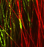 Dynamic transition in a fibrous biomaterial composed of tunable fractions of structural (red) and water-soluble, sacrificial (green) electrospun polymeric nanofibers. The image was captured as fluid entered from right to left, dissolving sacrificial fibers and creating a more open fibrous network.
Credit: Brendon M. Baker, PhD; Perelman School of Medicine, University of Pennsylvania.