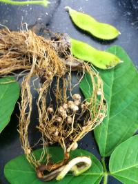 Pictured are soybean stem, leaves, bean pods, and roots. The roots contain nodules where bacteria accumulate and convert atmospheric nitrogen into ammonium, which fertilizes the plant.

Credit: Patricia Holden